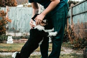 person holding black and white dog