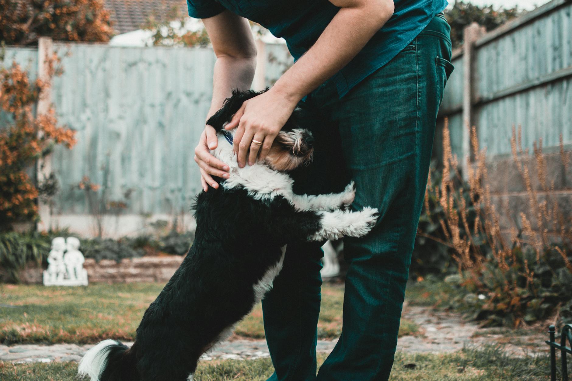 person holding black and white dog